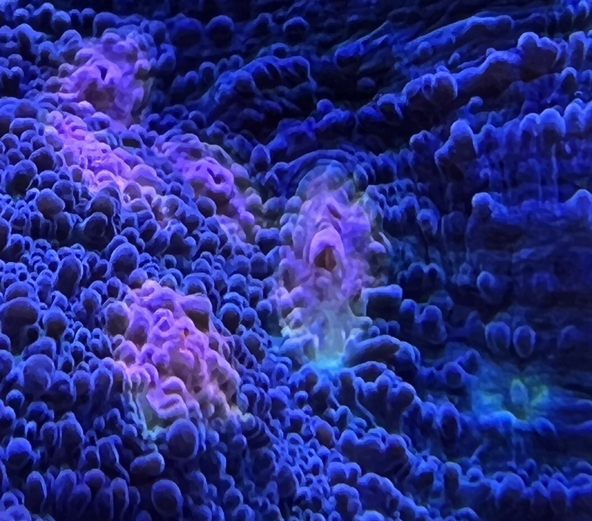 7BCE5B36-B31E-4ED0-A085-A41BFA20EF80.jpeg