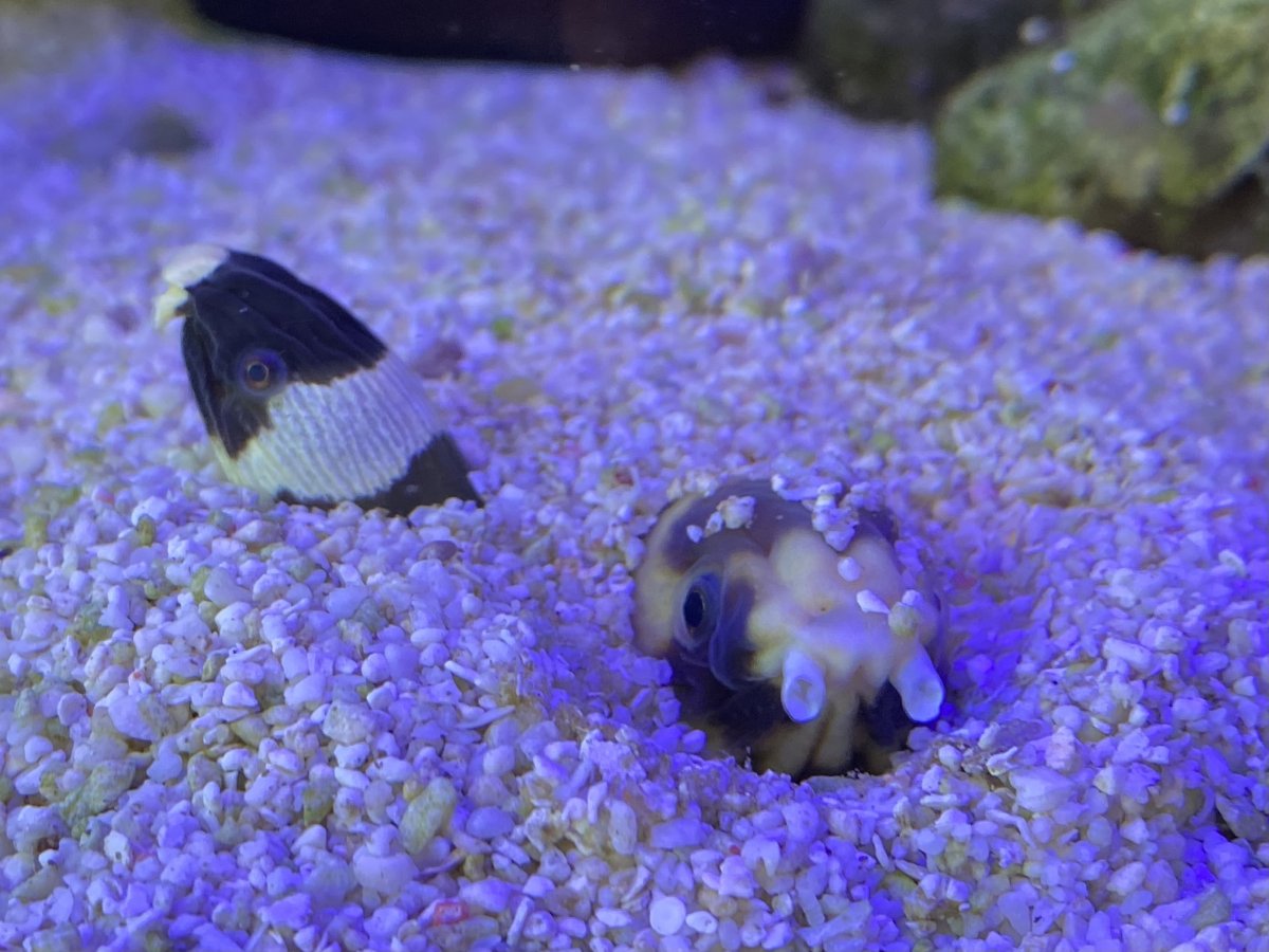 Snake Eels: The Safe Moray Alternative? | Reef2Reef