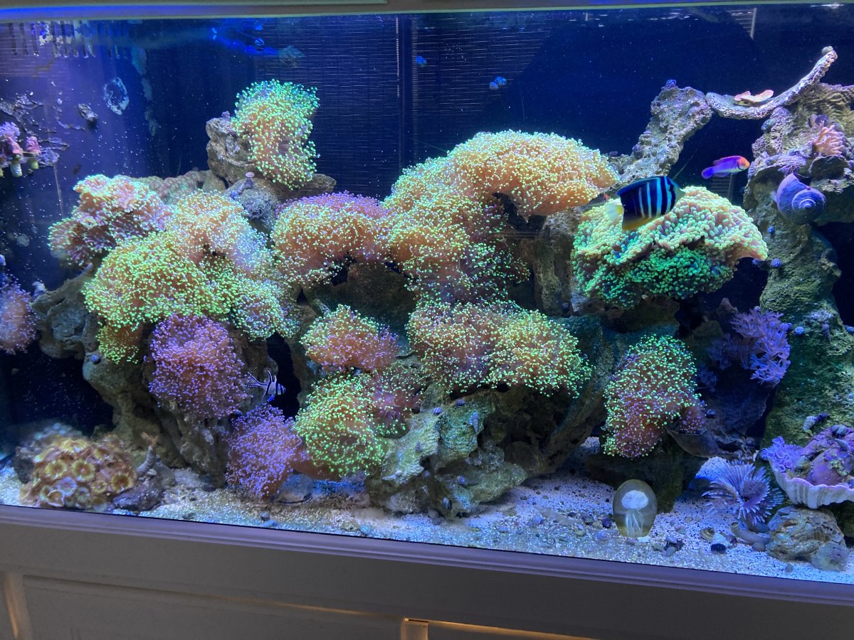 英LP Coral Coral DLTLP006 DELTASONIC /00260 Z003 Artificial Live Rock with Purple Coralline Algae