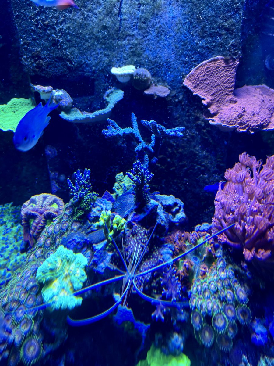 LPS coral to grow on back wall | Reef2Reef