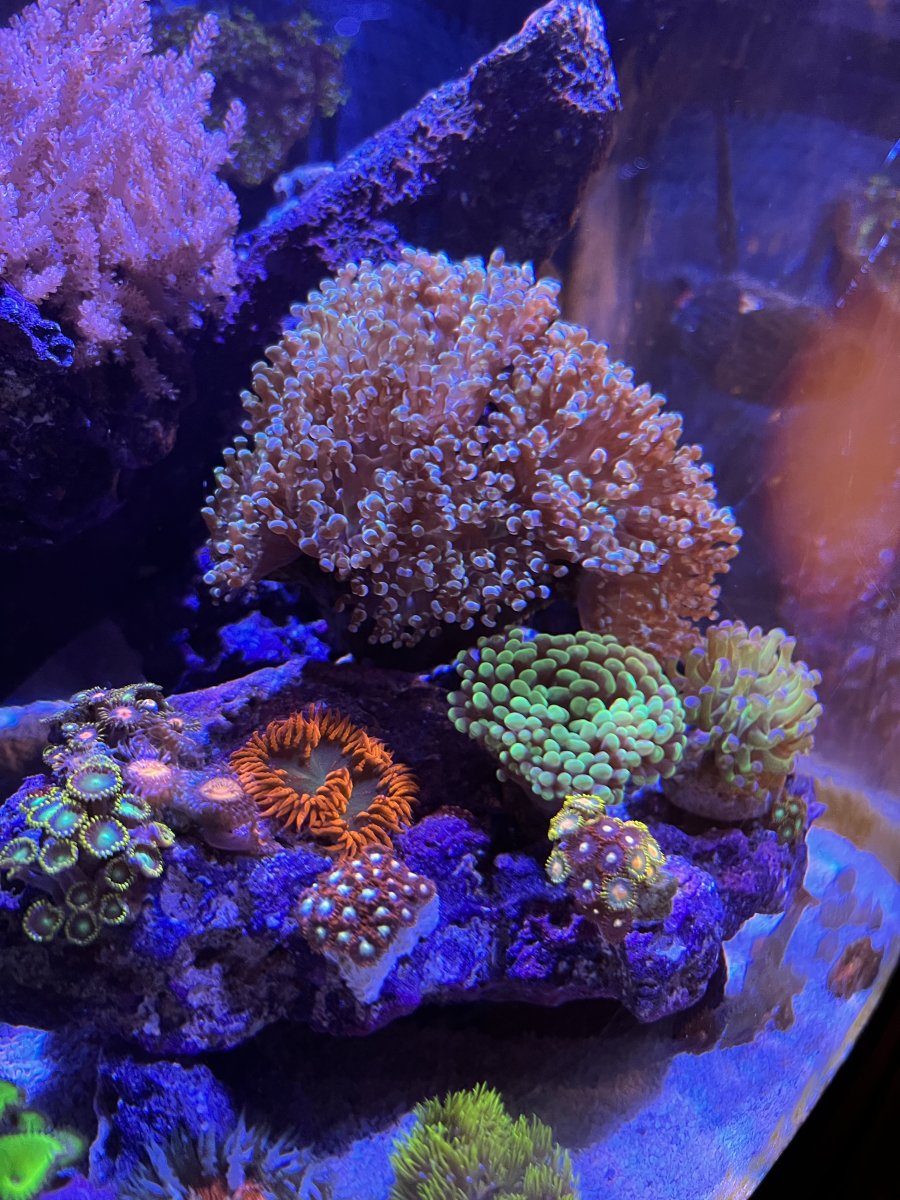 Build Thread Maxed out Oceanic Biocube 29! REEF2REEF Saltwater and