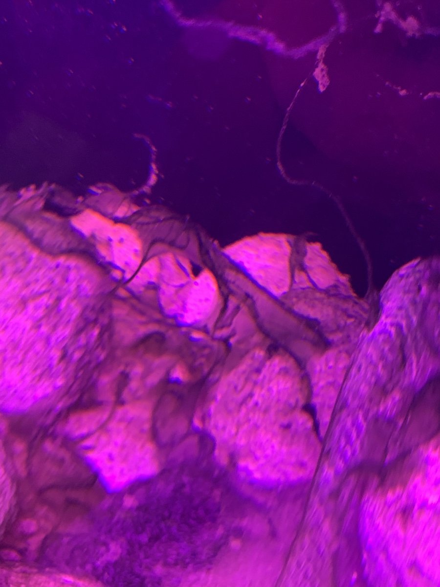 What is this growing with my chaeto? | Reef2Reef