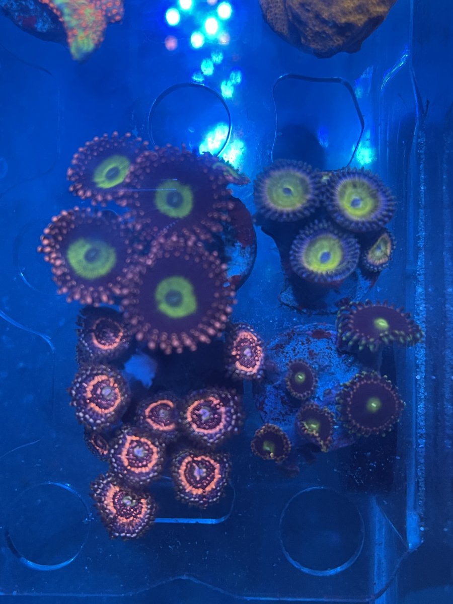 7E5324B1-56FE-42CA-BF27-955D482F3046.jpeg