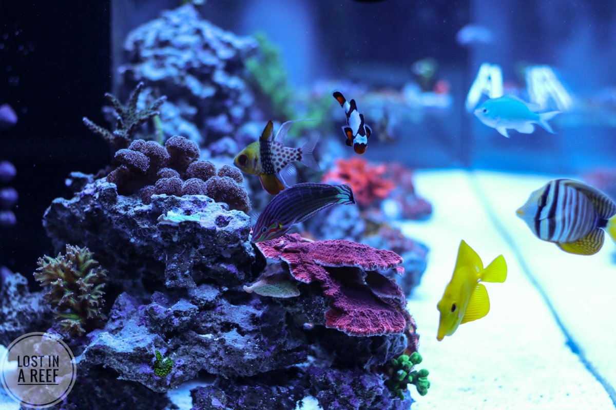 Build Thread - Reefer 350 journey! Picture heavy! | Page 8 | REEF2REEF ...