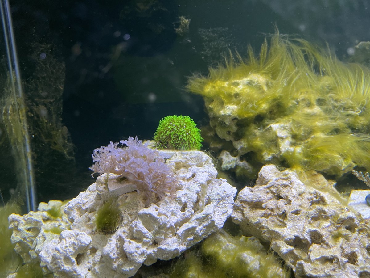 Can you grow acros in a new tank? | Reef2Reef