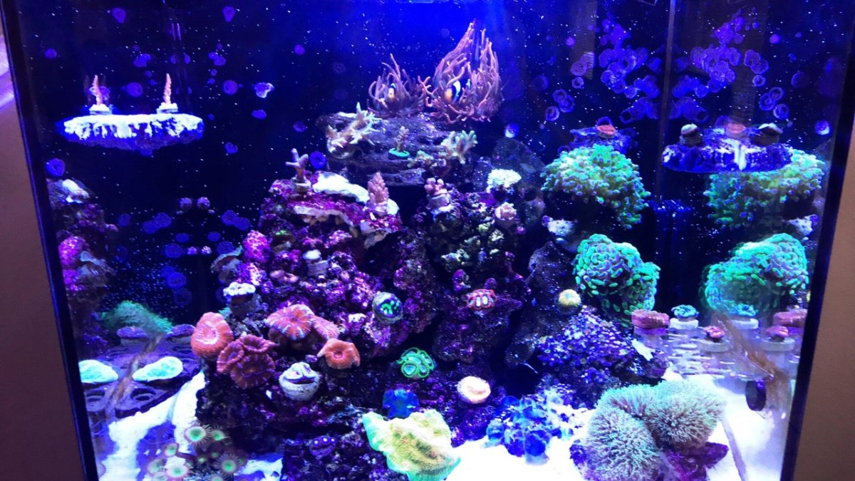 8-16 coral 1.jpg