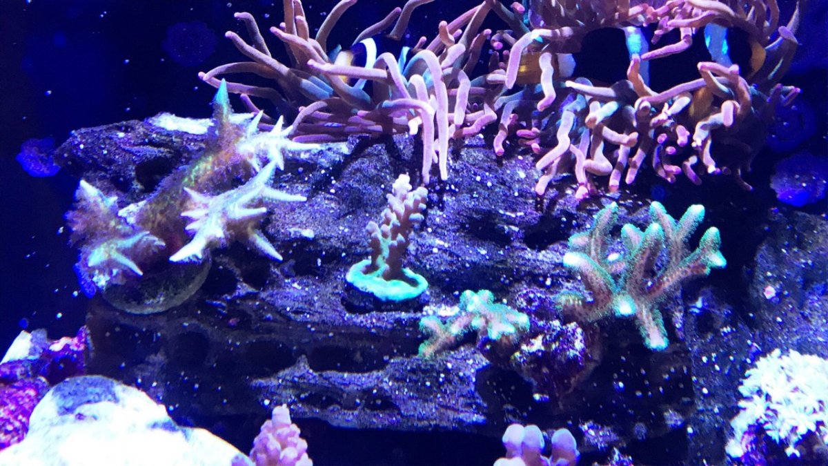 8-16 coral 2.jpg