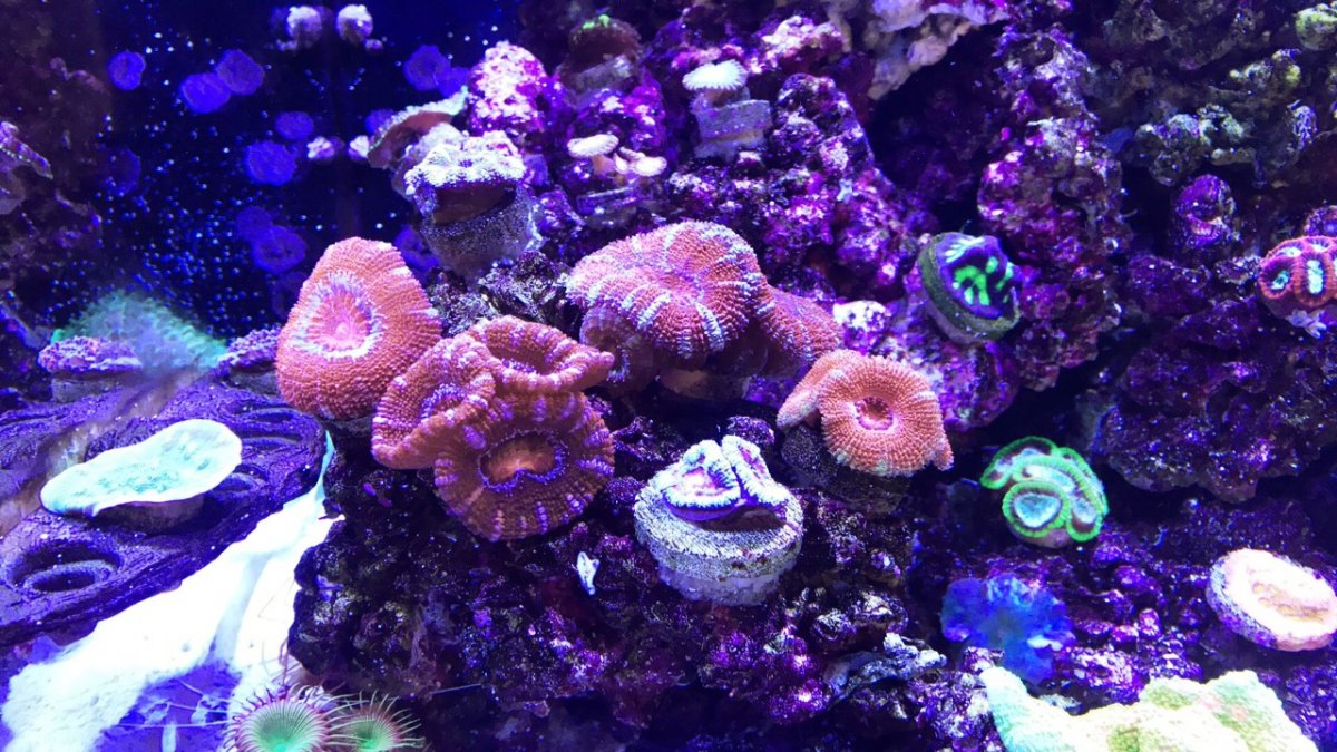 8-16 coral 3.jpg