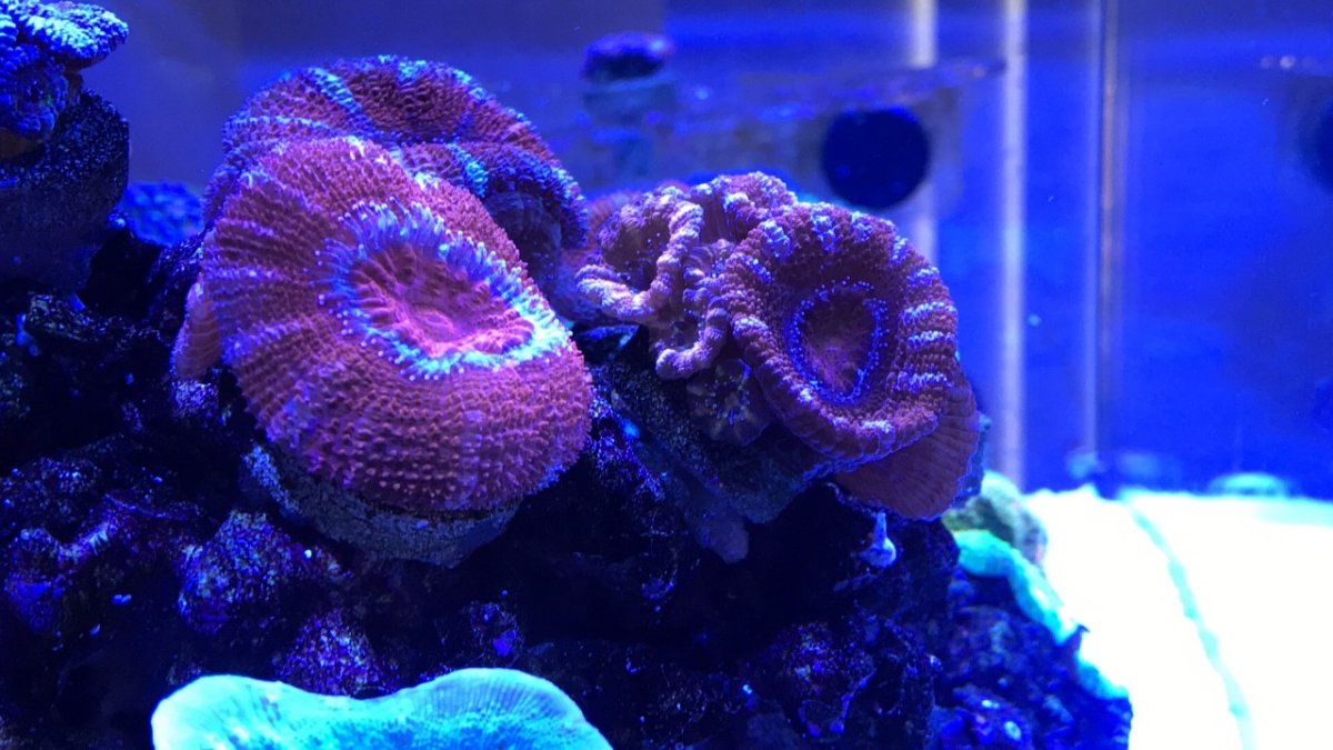 8-16 coral 4.jpg