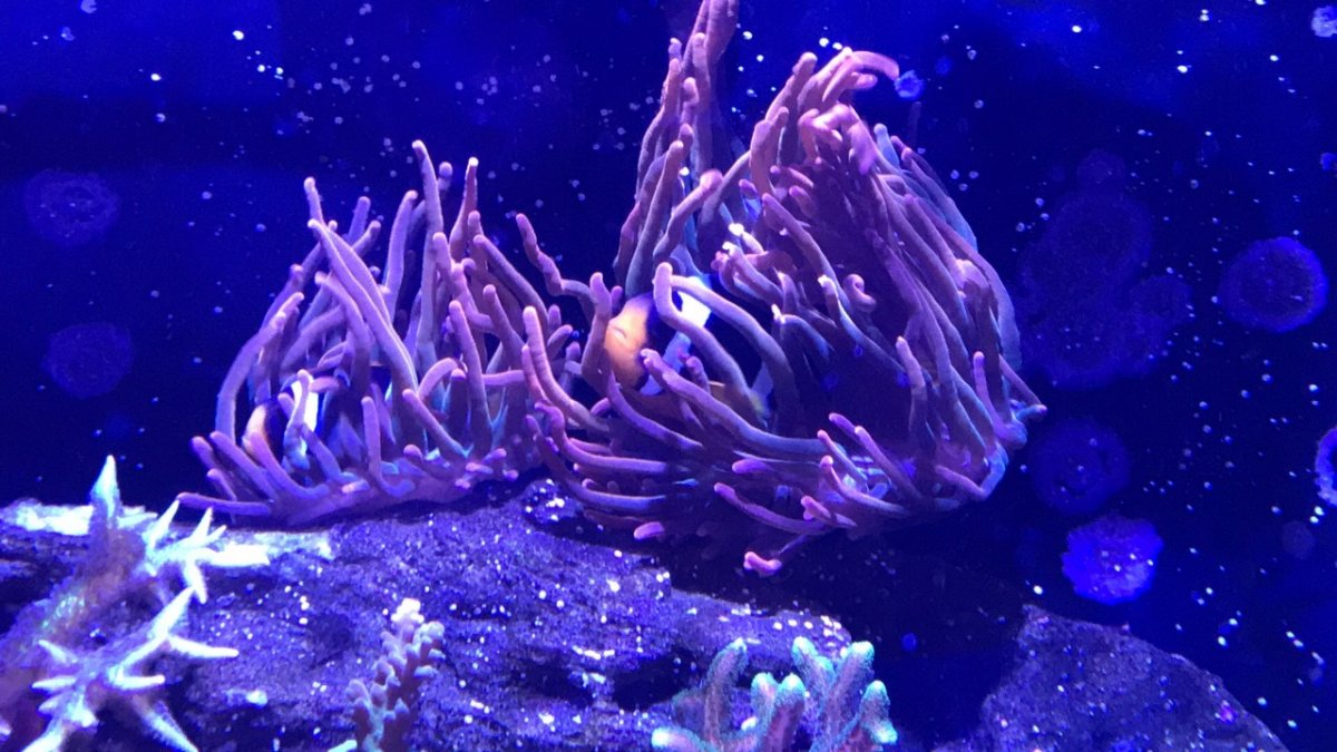8-16 coral 5.jpg