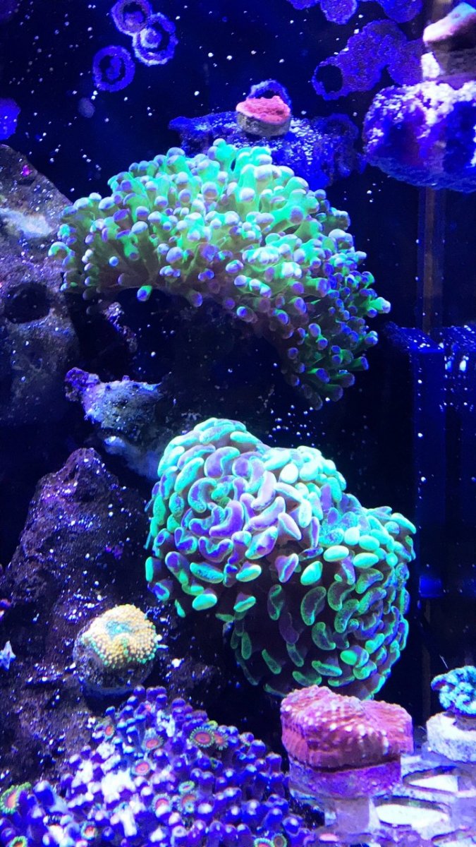 8-16 coral 6.jpg