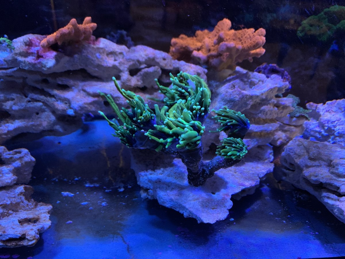 Changing 100% of my rock journey - no curing - with pictures. | Reef2Reef