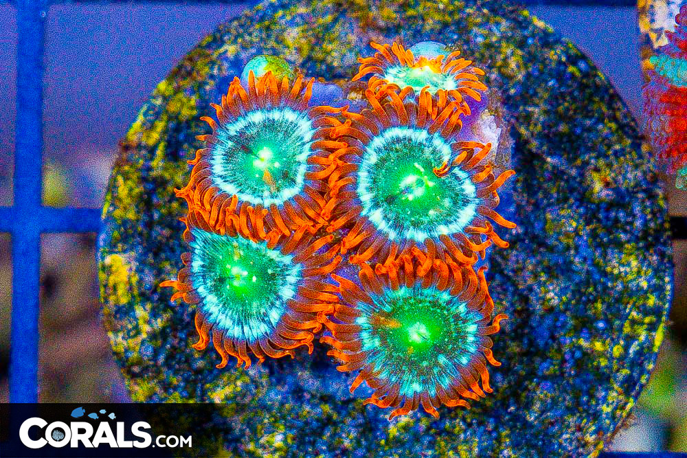 **CRAZY Rainbow Lord Frags! All New Frags & Frag Packs Update!** New ...
