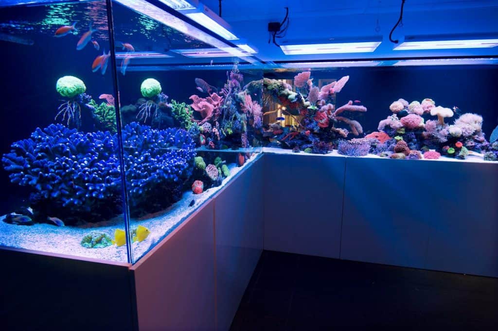 800-gallon-L-shape-Aquarium-1024x682.jpg