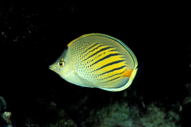 800px-Dot_and_dash_butterflyfish_(Chaetodon_pelewensis).jpg