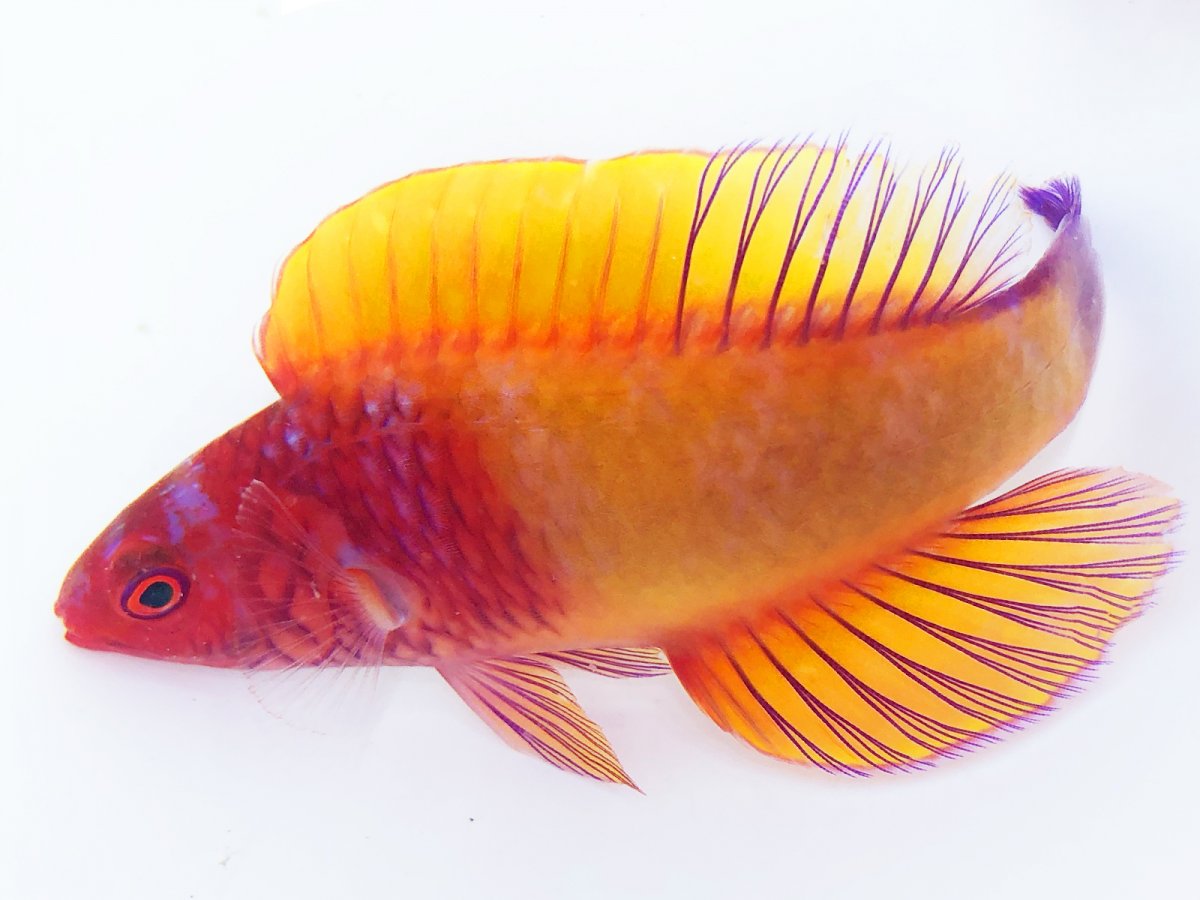INTERRUPTUS ANGELFISH HAVE ARRIVED! NEW ARRIVALS THIS WEEK YOU WON'T ...