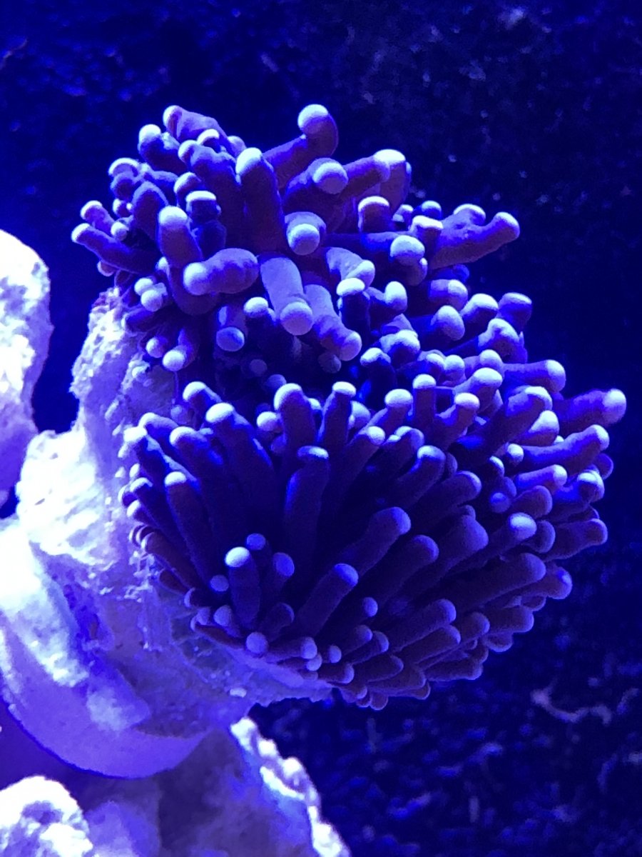 Torch coral at night closing REEF2REEF Saltwater and Reef Aquarium Forum