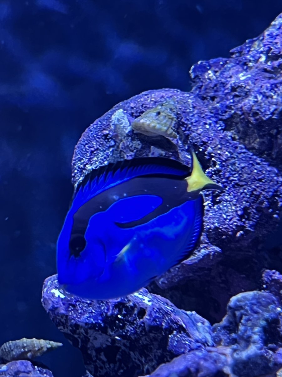 Hippo tang = ich | Reef2Reef