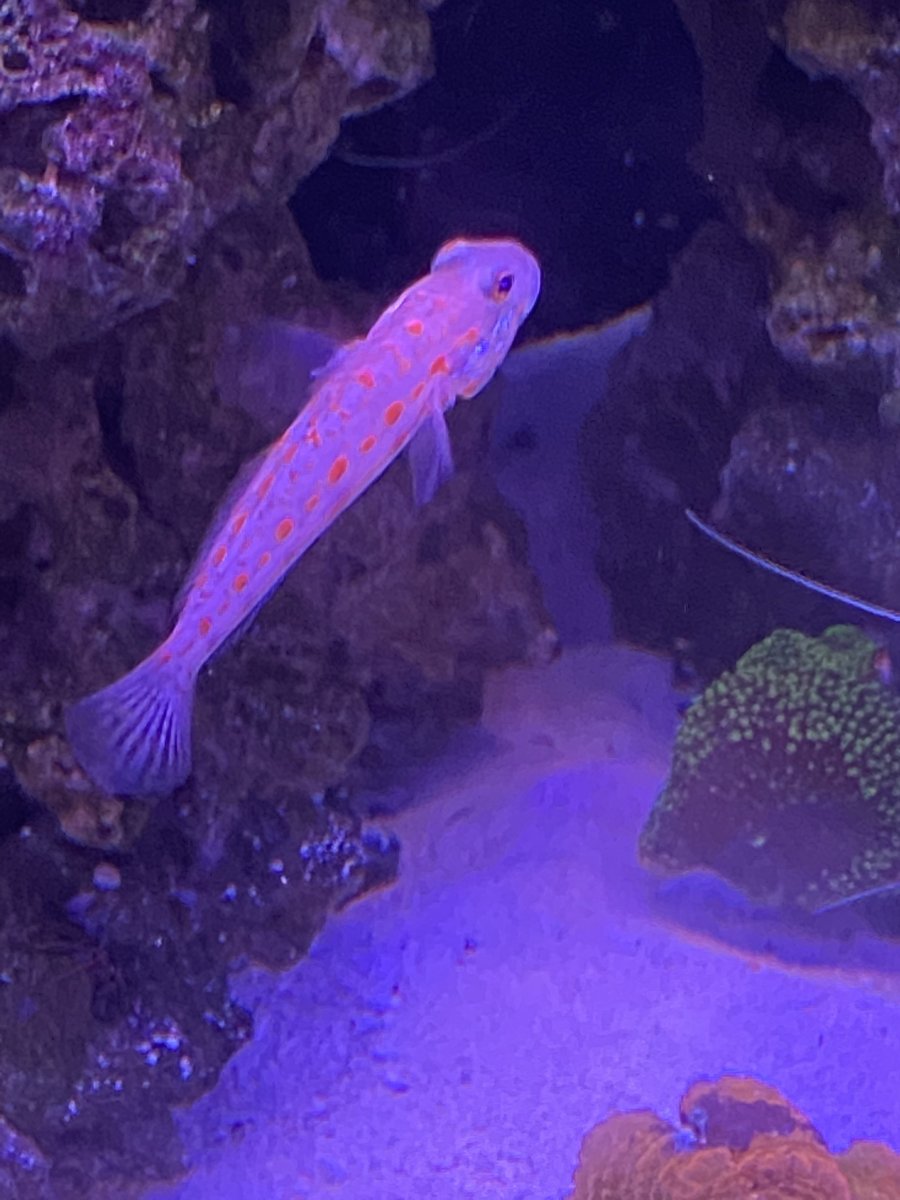 Diamond Goby making a mess | Reef2Reef