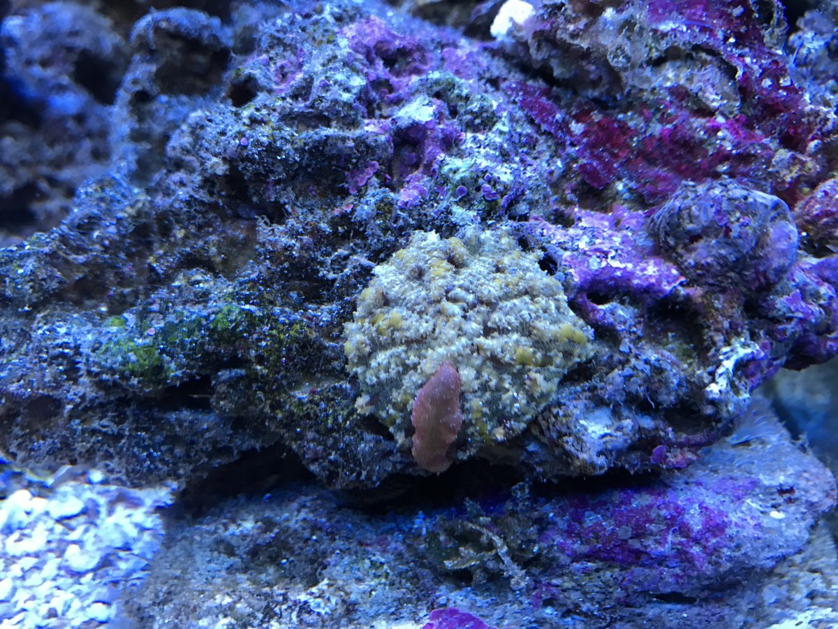 Caribbean Rose coral? | REEF2REEF Saltwater and Reef Aquarium Forum