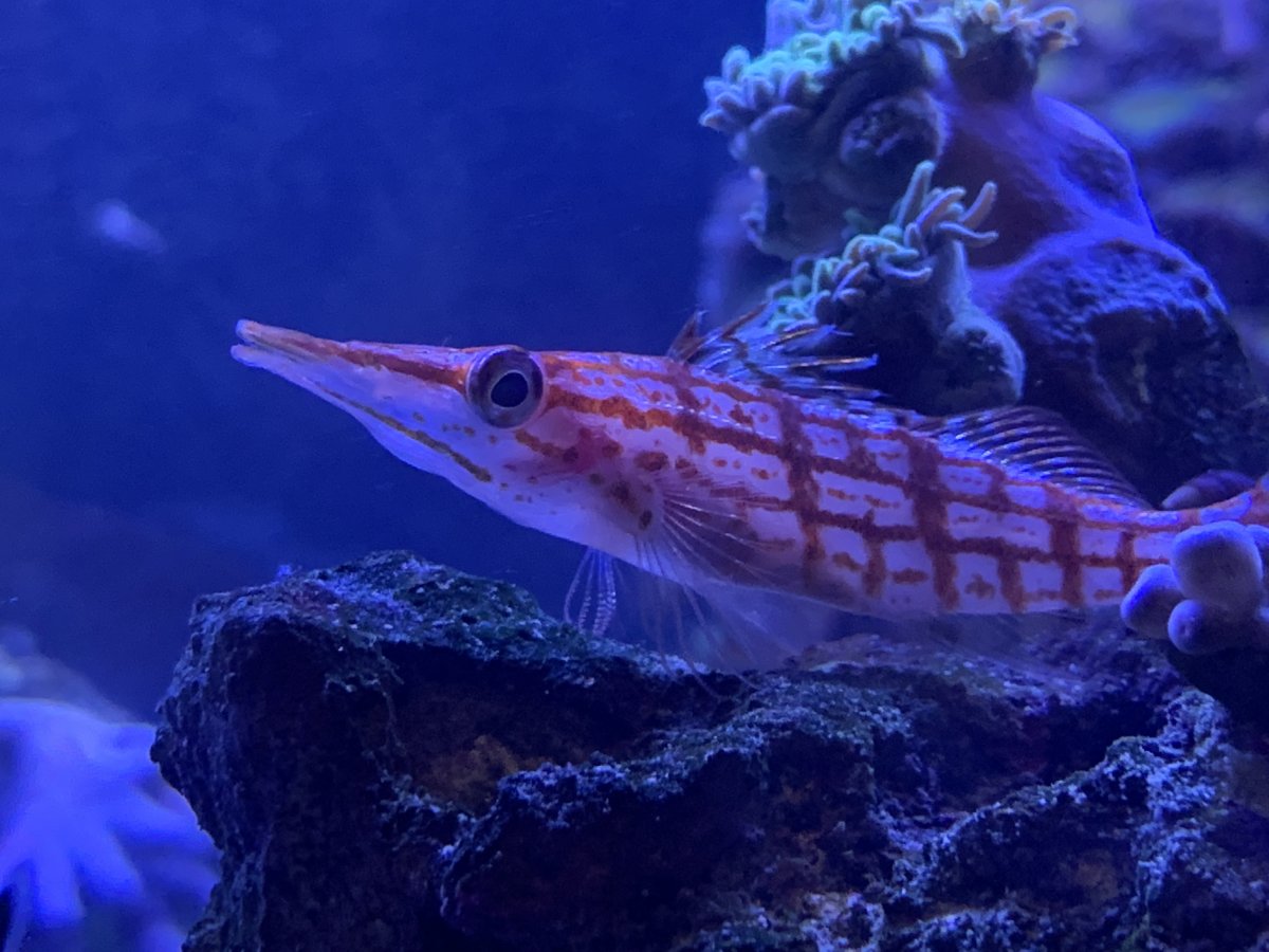 Hawkfish stopped eating, swimming weird | Page 2 | REEF2REEF Saltwater ...