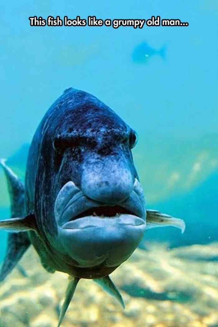 Its the dead of Winter...we need laughs...POST ALL YOUR REEFING MEME ...