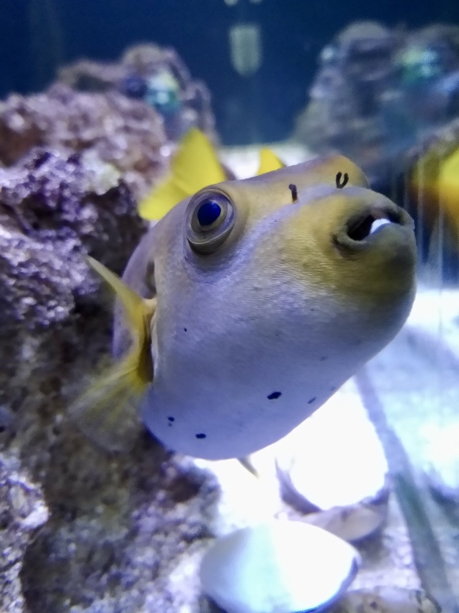 Look at me when I’m talking to you! Do you ever feel like your fish is ...