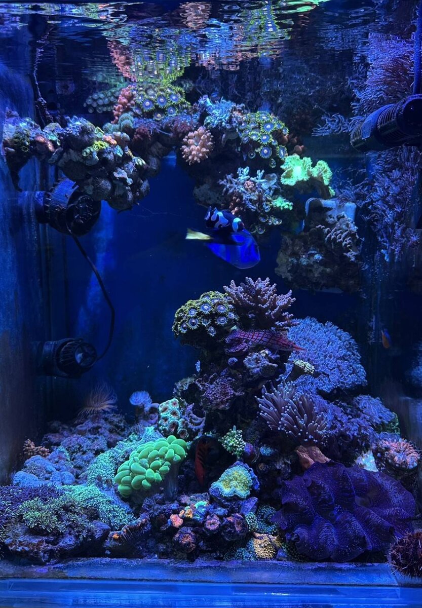 Build Thread - My Small Reef Story – 15″ to 18″ Cube Build from ...
