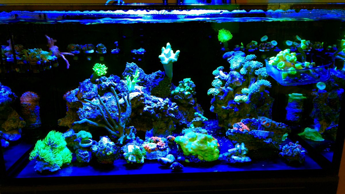 White Snot Algae or Bacteria Bloom? | REEF2REEF Saltwater ...
