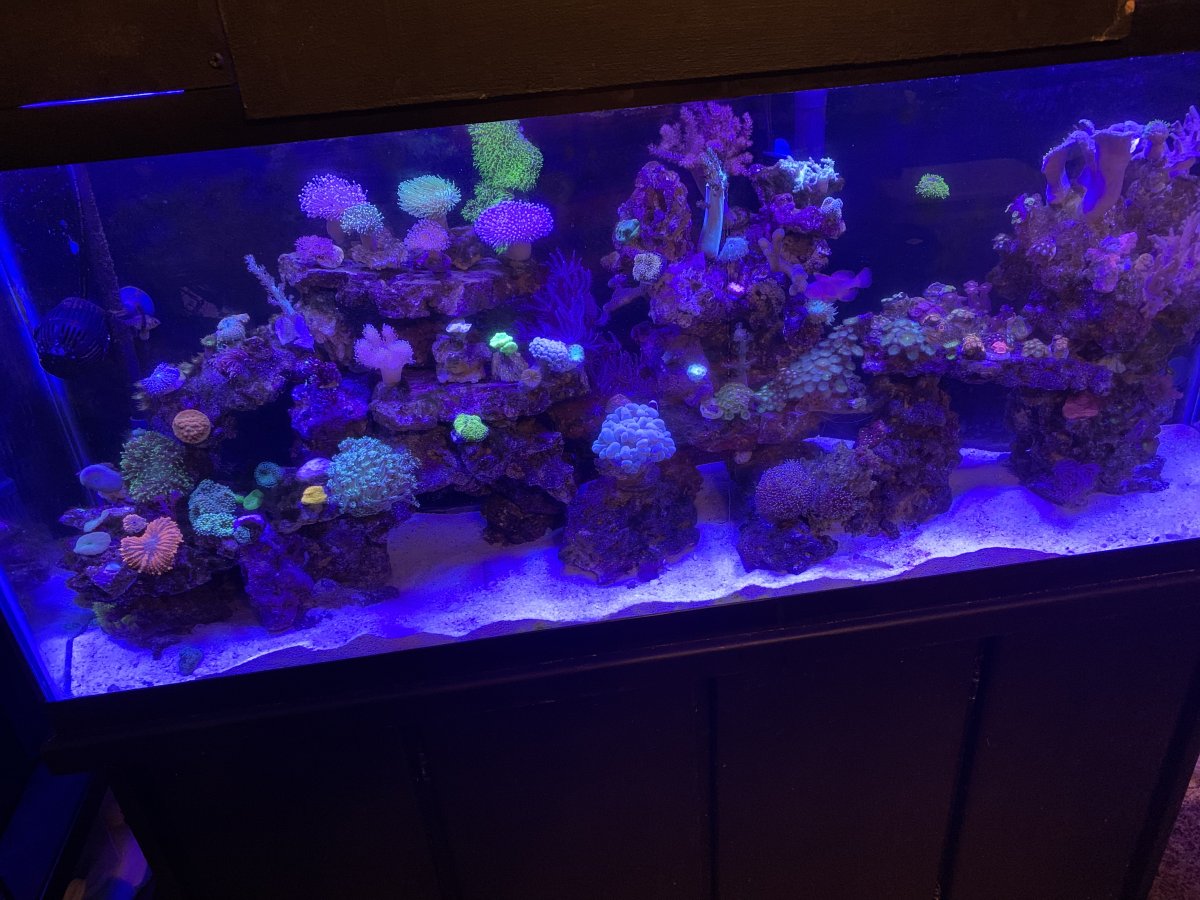 Hello - Just wanted to introduce myself and my little tank .not new to ...