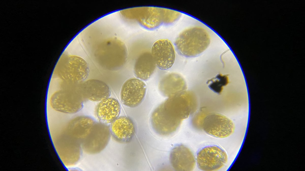 Dino microscopy ID please. Oval. | Reef2Reef