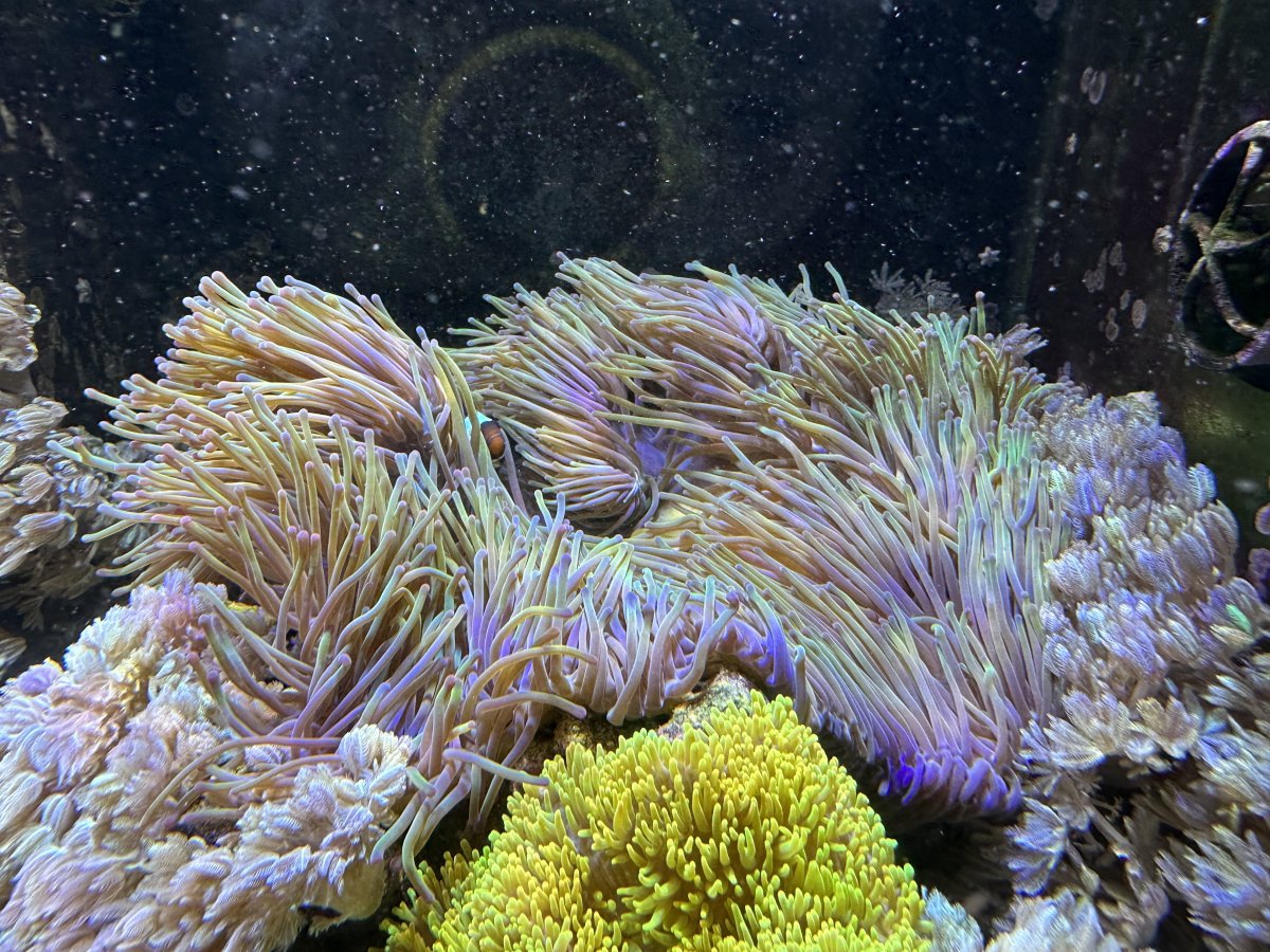Magnifica care and timeline | Reef2Reef
