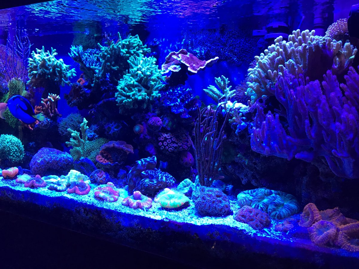 Let's see your 2020 Full Tank (FTS) Shots! | Page 28 | REEF2REEF ...