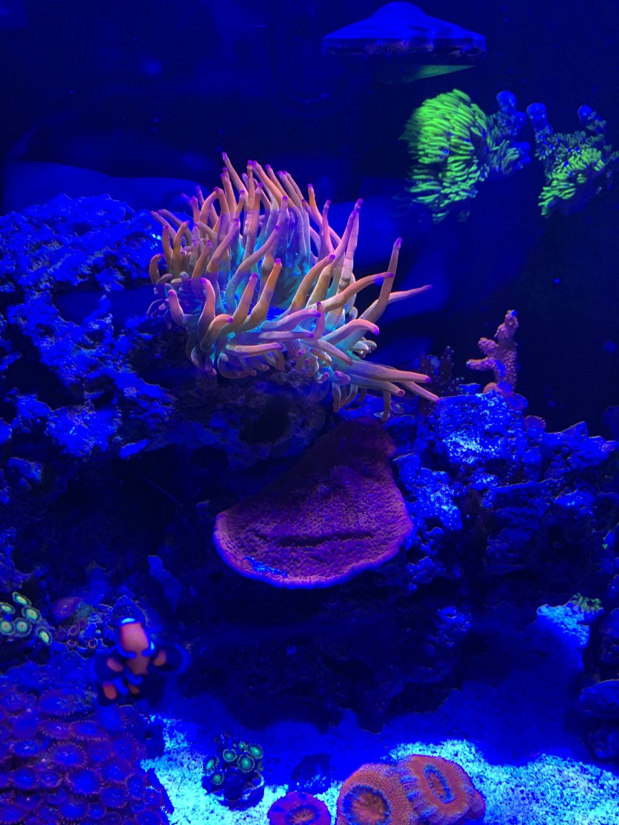 New Jersey - Rainbow BTA For Sale | REEF2REEF Saltwater and Reef ...