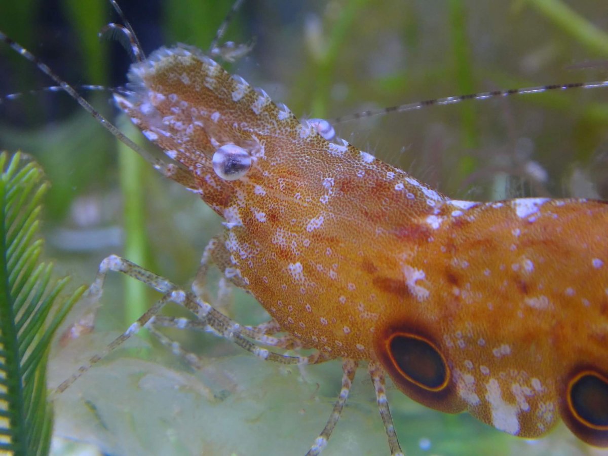 Sargassum, Sargassum Shrimp, and other critters... | REEF2REEF Saltwater  and Reef Aquarium Forum