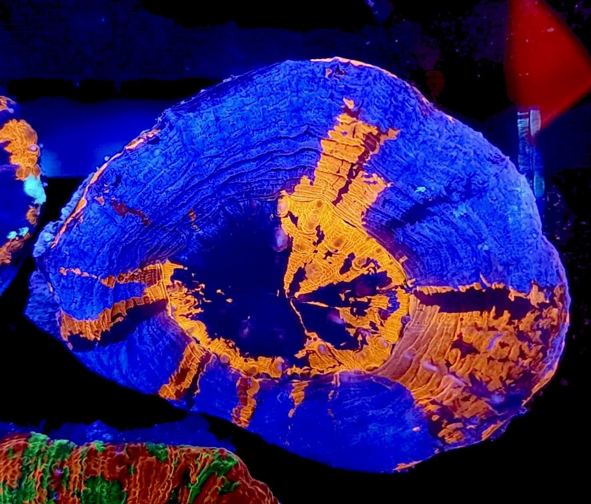 8a2f67fd-9996-4d3d-b02f-d32d7184781e.jpeg