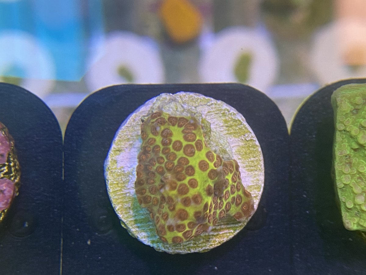8A747EF6-B654-4A77-8A5B-3540A381E6A0.jpeg