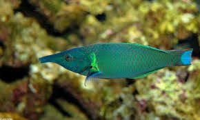 Gomphosus varius vs Gomphosus caeruleus | REEF2REEF Saltwater and Reef  Aquarium Forum