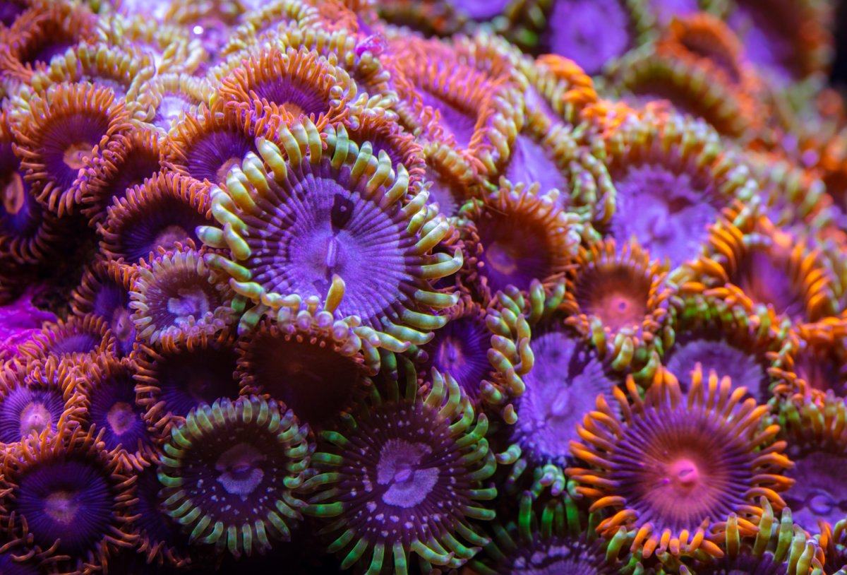 New Hybrid Zoas | Reef2Reef