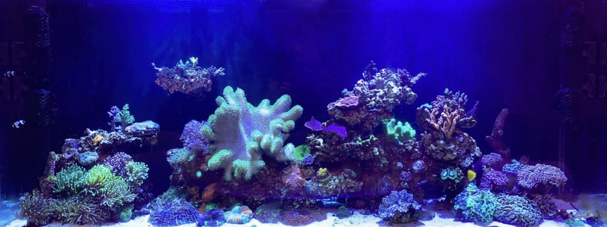 Petco 150 on sale gallon aquarium