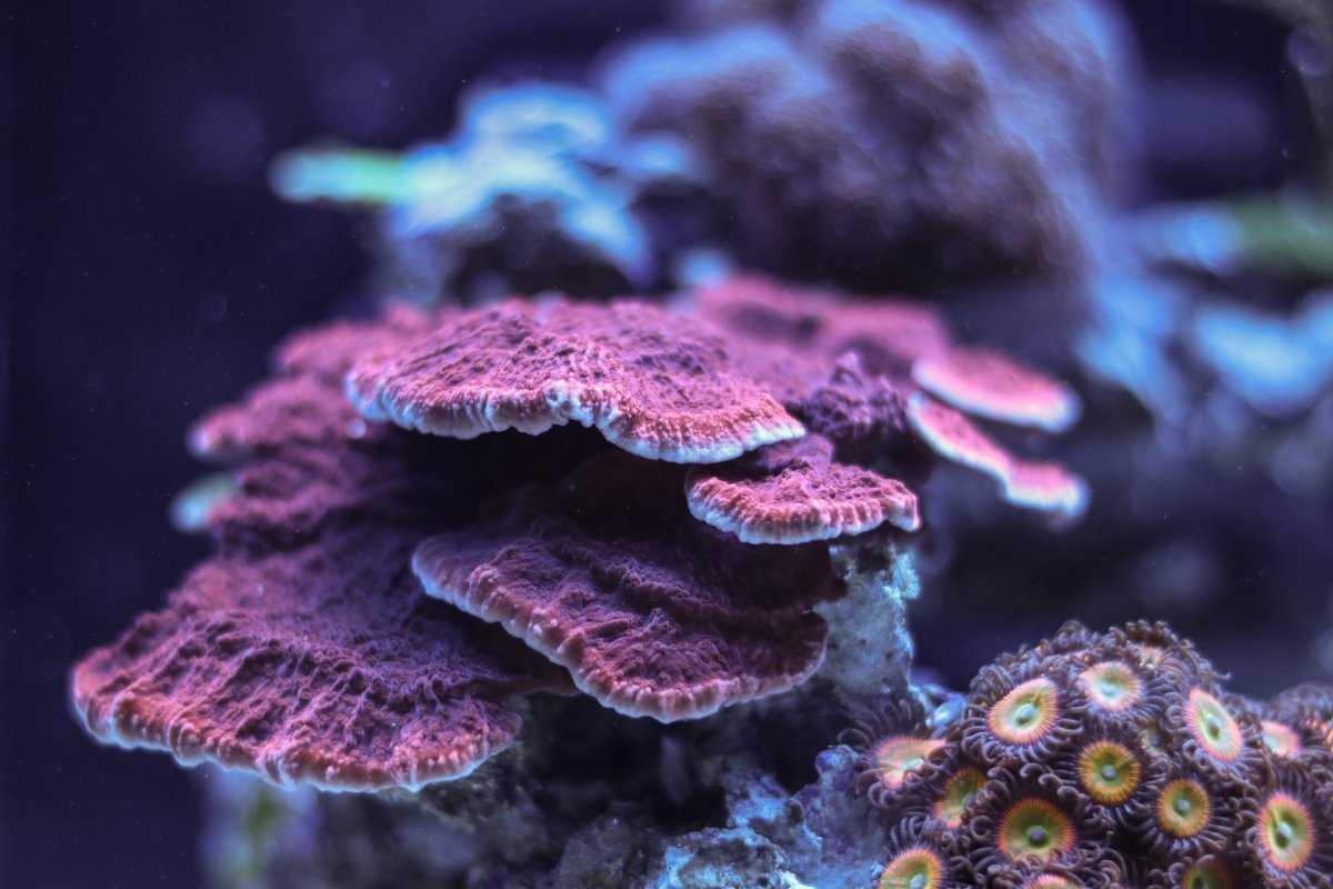 Build Thread - Reefer 350 journey! Picture heavy! | Page 8 | Reef2Reef