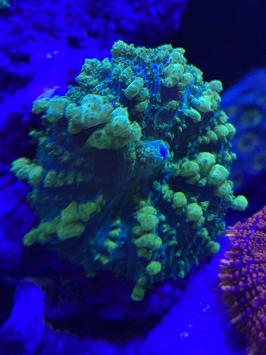 8CE32302-BD9A-4C10-B1C6-D50CF91018C3.jpeg