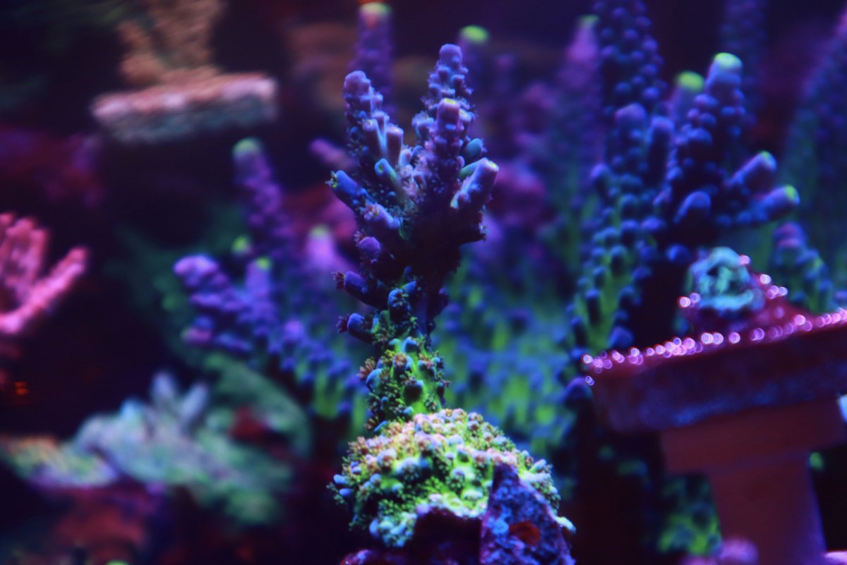 8D72AC0A-48DE-41AE-B06F-D91049F28AF1.jpeg