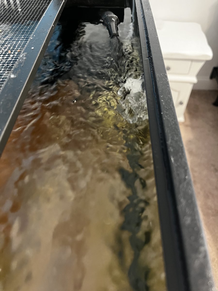 Checking flow for Prazi | Reef2Reef
