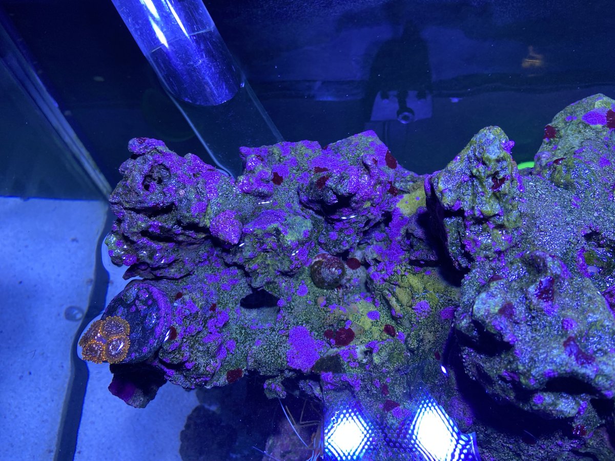 Red spots cyano? | Reef2Reef