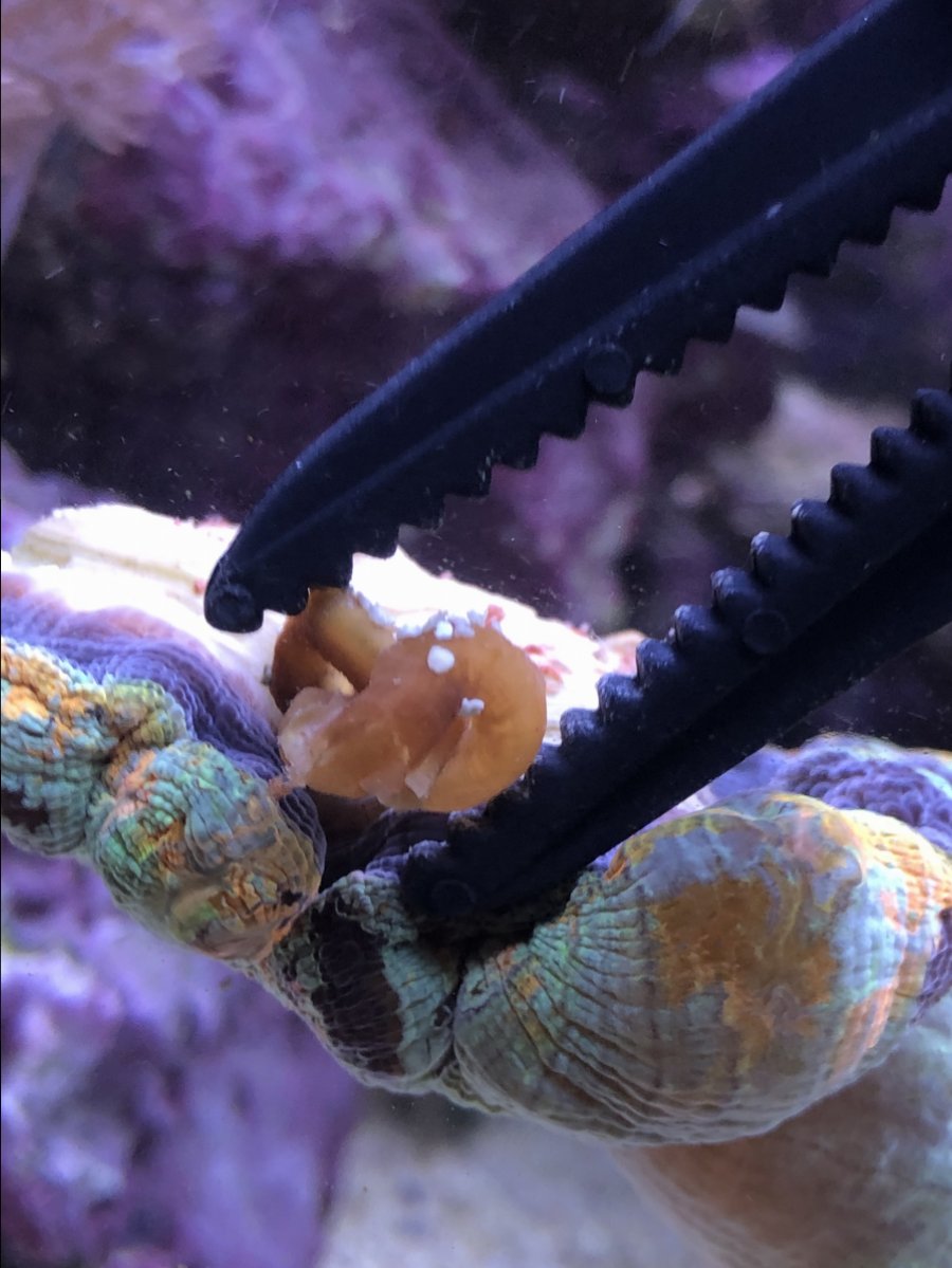 Vermetid Snails Growing Under My Trachy Reef2reef Saltwater And