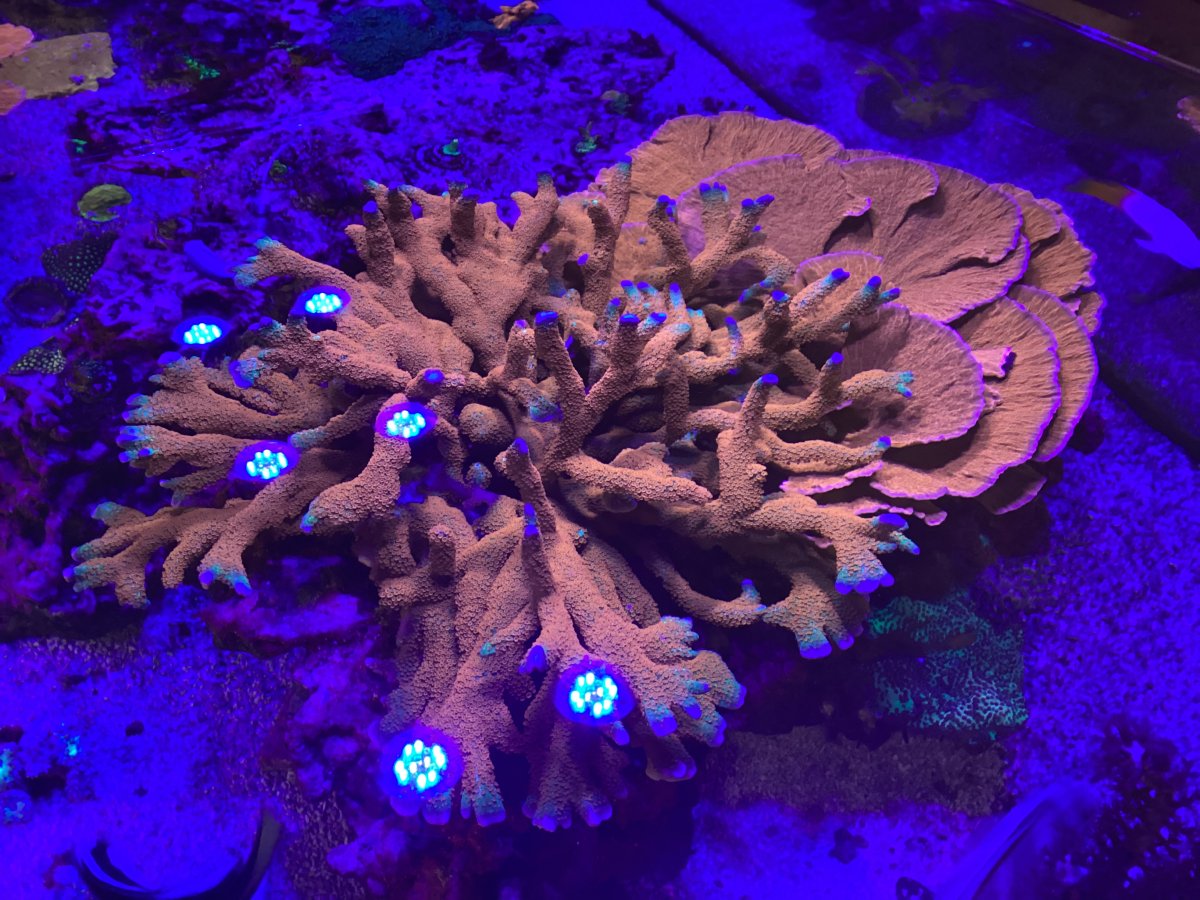 Here are the mother colonies