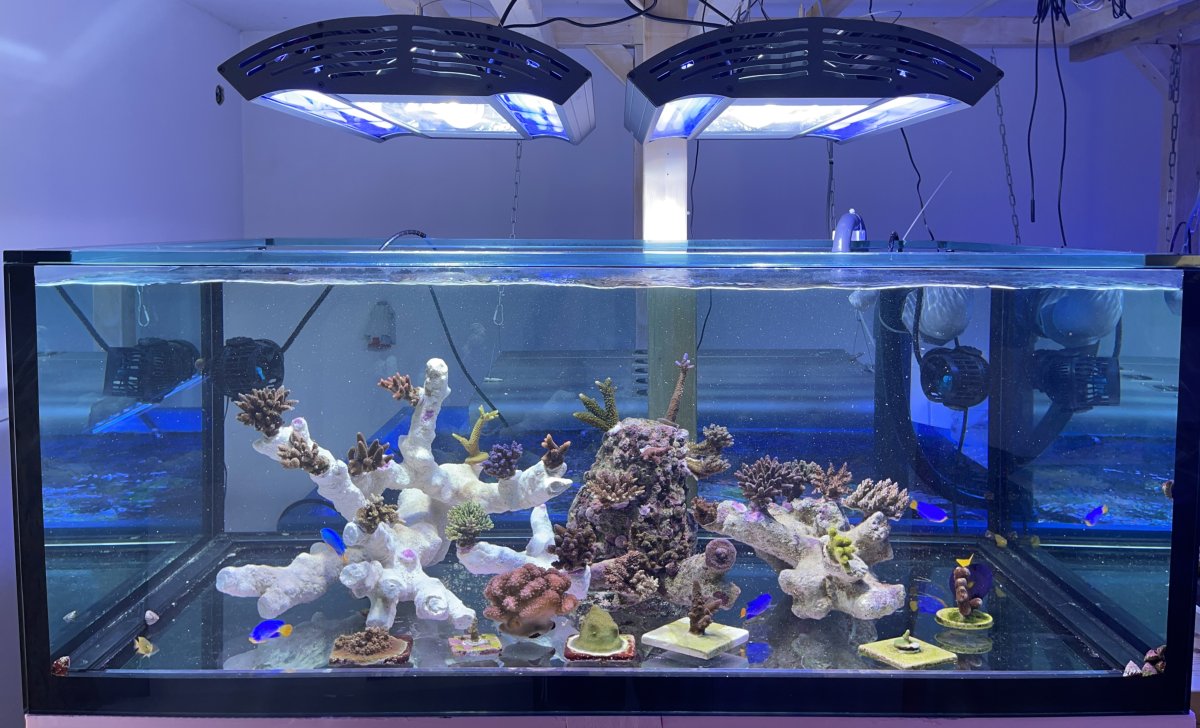 2024 Full Tank Shots (FTS) photos! Show off your reef here! | Page 9 ...