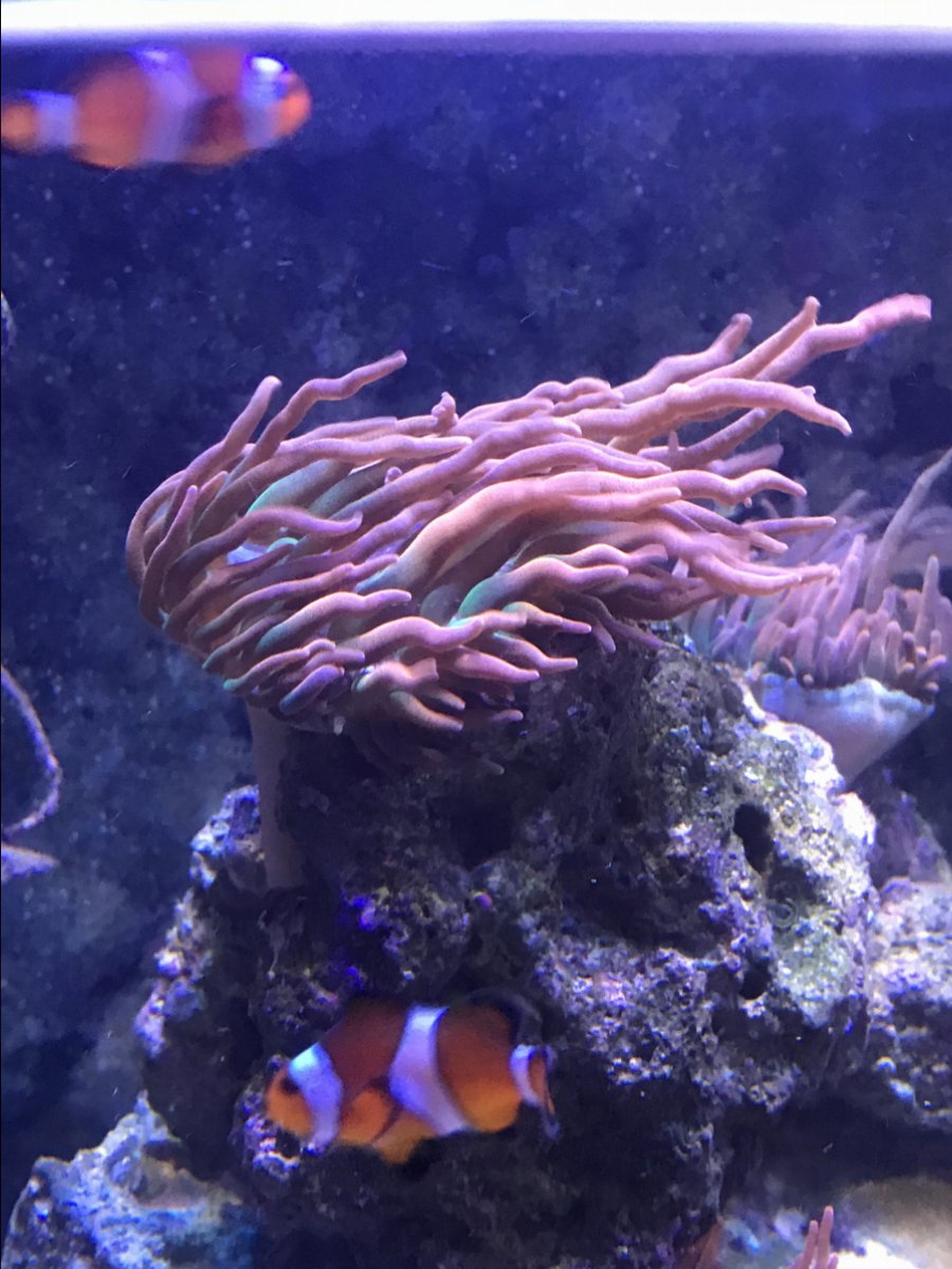 Rainbow bubble tip anemones | REEF2REEF Saltwater and Reef Aquarium Forum