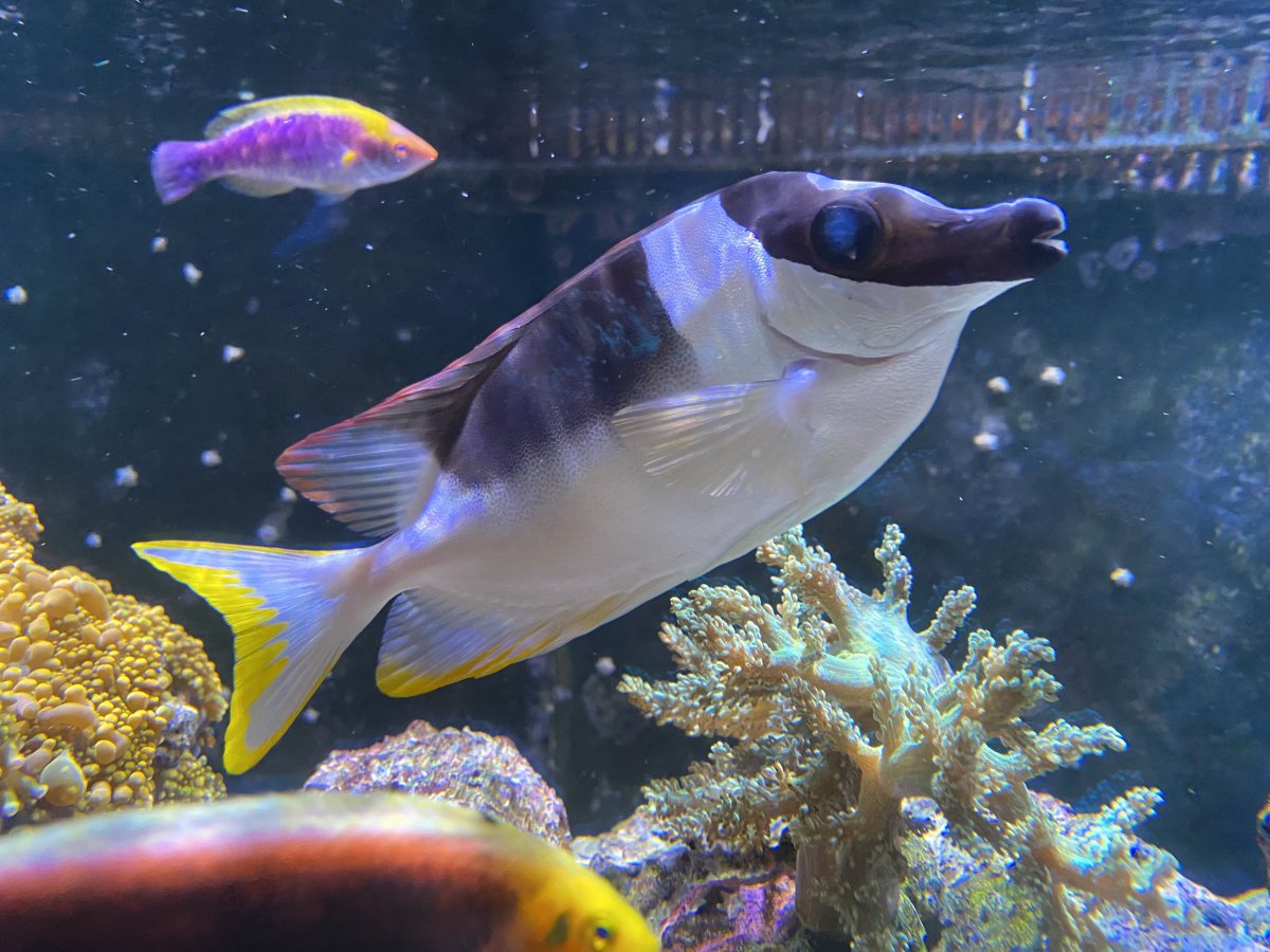 As of Jan 2023 how old are your fish? | Reef2Reef